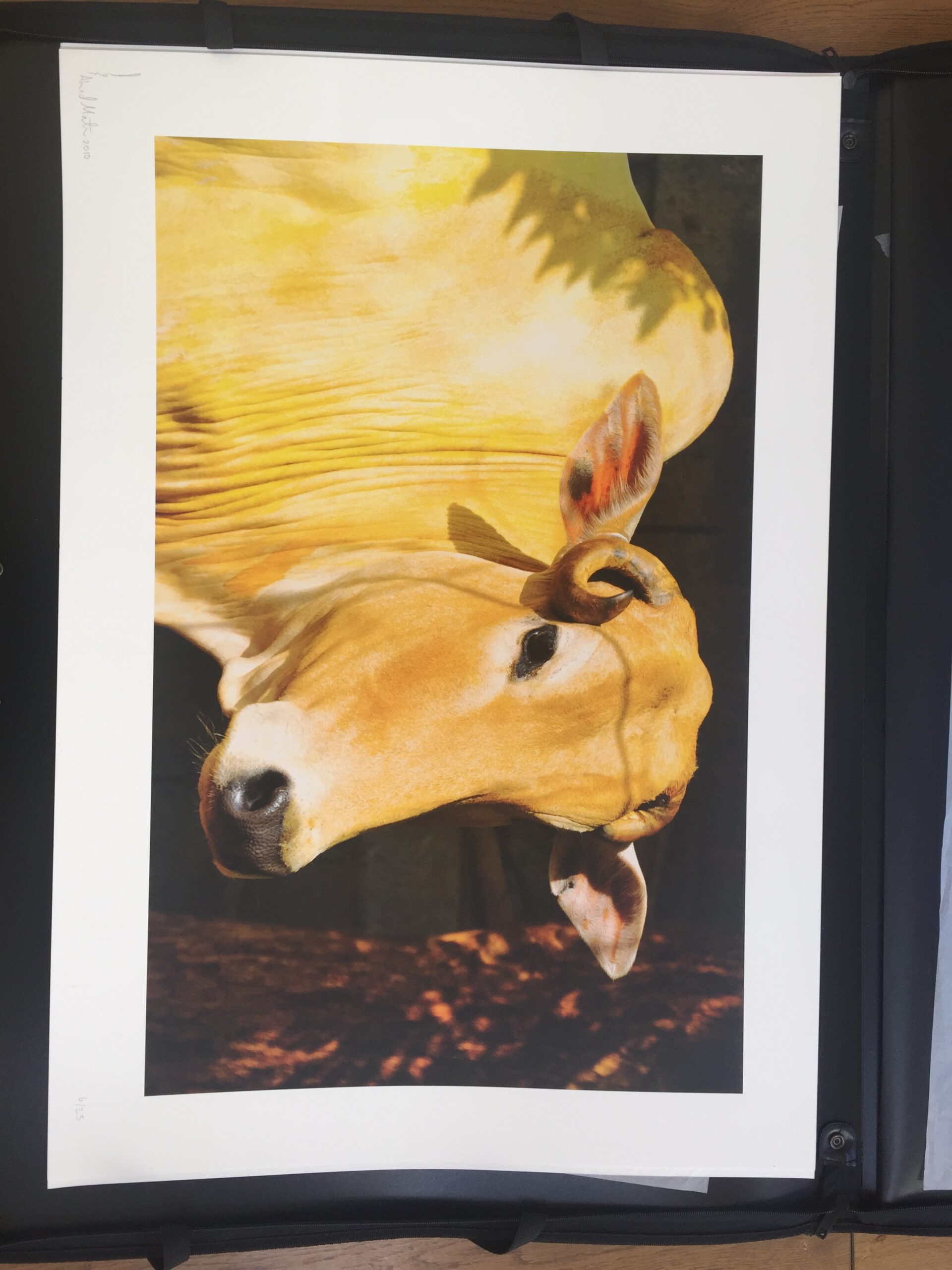 Yellow Cow 2